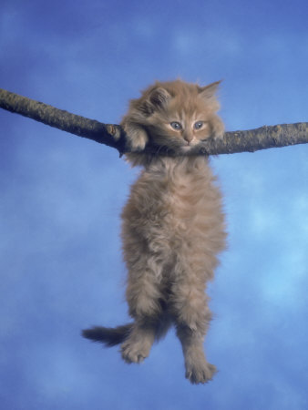 kitten hanging from branch